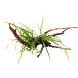 Microsorum pteropus Trident auf Spiderwood