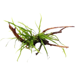 Microsorum pteropus Trident on Spiderwood - 1 Pc