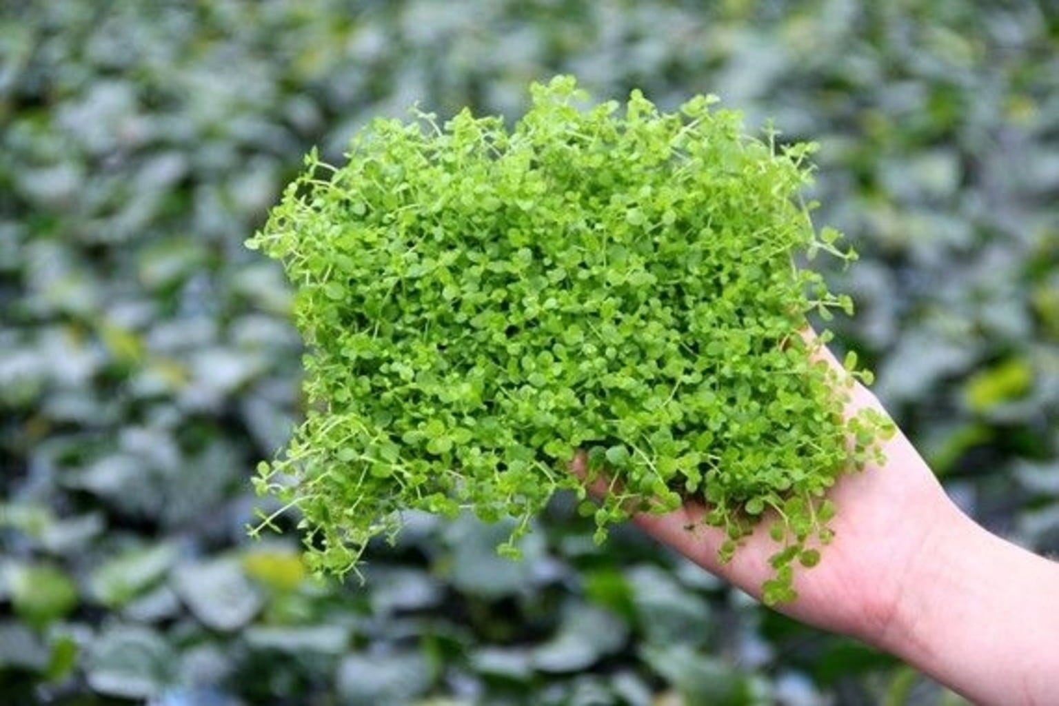 Dennerle Plants Micranthemum tweediei Montecarlo - Pad - 1 pcs