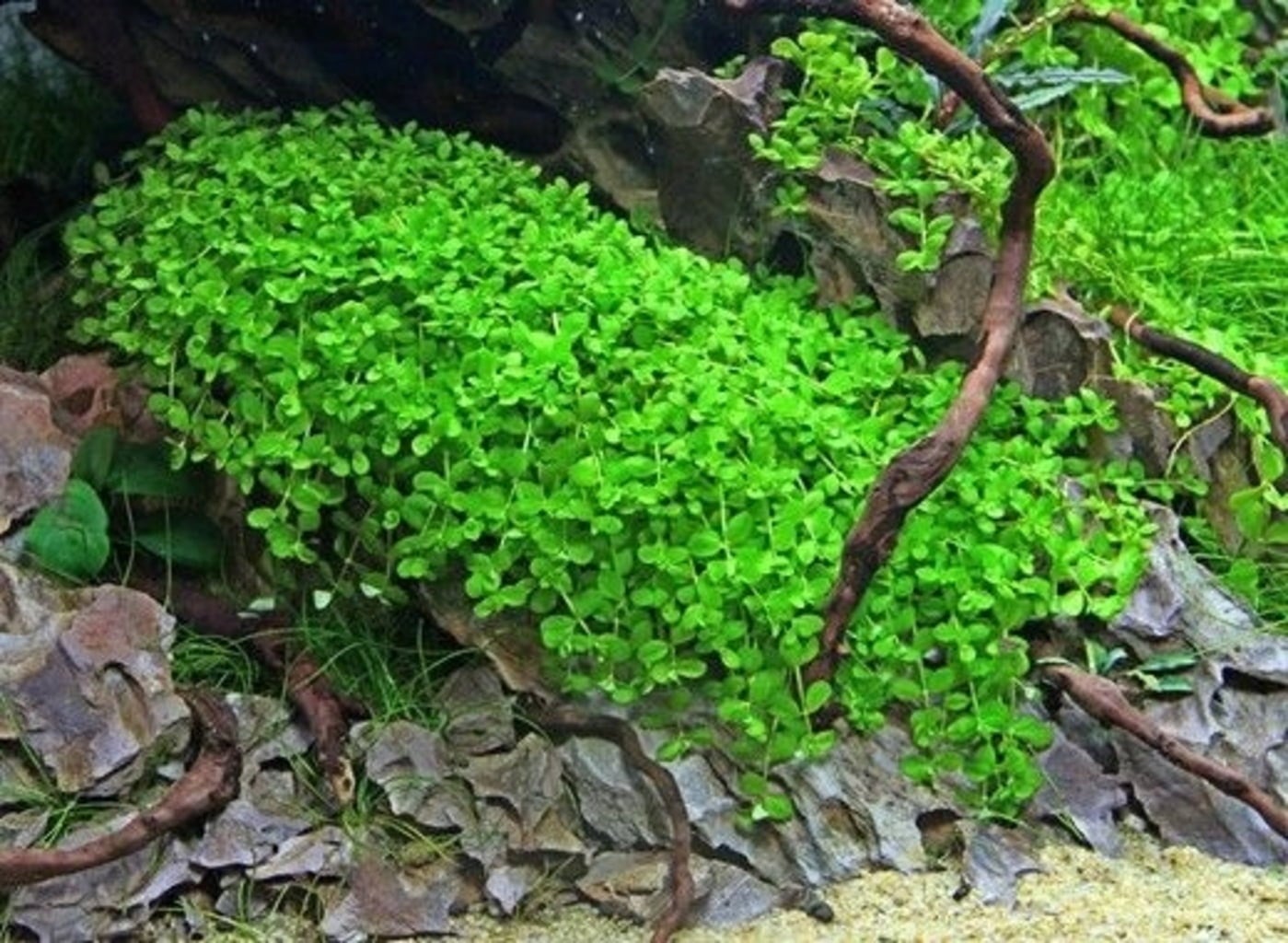 Dennerle Plants Micranthemum tweediei Montecarlo - Pad - 1 pcs