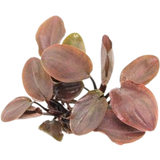 Dennerle Plants Lagenandra meeboldii Red