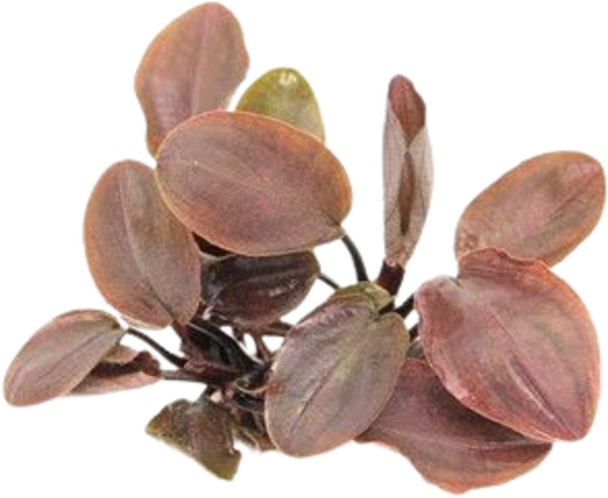 Dennerle Plants Lagenandra meeboldii Red - 1 pz.