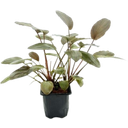 Dennerle Plants Lagenandra meeboldii Rot XL - 1 Stk