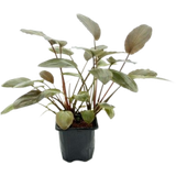 Dennerle Plants Lagenandra meeboldii Red XL