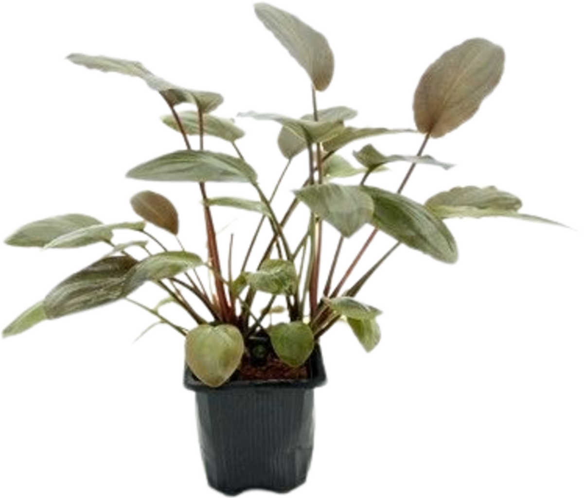 Dennerle Plants Lagenandra meeboldii Rot XL