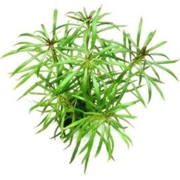 Dennerle Plants Pogostemon stellatus sp. - 1 Pc