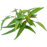 Dennerle Plants Persicaria sp. 'Sao Paulo'