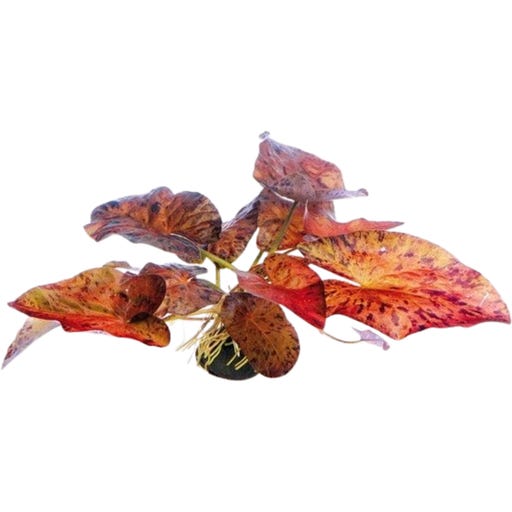 Dennerle Plants Nymphaea lotus 'Rot' - Knollenpflanze - 1 Stk