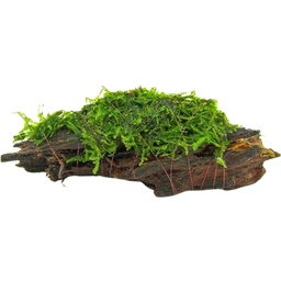 Dennerle Plants Moss Root - 1 Pc