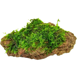 Dennerle Plants Moss Stone - 1 Pc