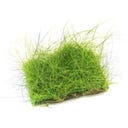 Dennerle Plants Eleocharis acicularis - Pflanzenpad