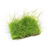 Dennerle Plants Eleocharis acicularis