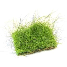 Dennerle Plants Eleocharis acicularis - Pflanzenpad