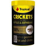 Tropical Crickets