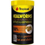 Tropical Mealworms