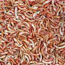 Tropical Gammarus - Dried Freshwater Shrimps - 1 l