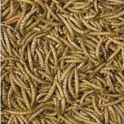 Tropical Mealworms - 250 ml