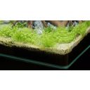 Aquatlantis Aquarium - Kubus Curve LED - Basic - 20 L