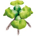 Oase Pontec Floating Pond Hyacinth - 1 Pc