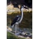 Oase Decorative Pond Figure - Heron - 1 Pc