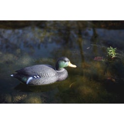 Oase Decorative Pond Figure - Mallard Drake - 1 Pc