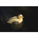 Oase Decorative Pond Figure - Duckling - 1 Pc