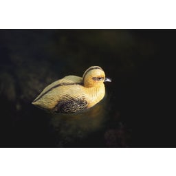 Oase Decorative Pond Figure - Duckling - 1 Pc