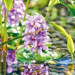 Oase Pontec Floating Water Hyacinth, Blooming - 1 Pc