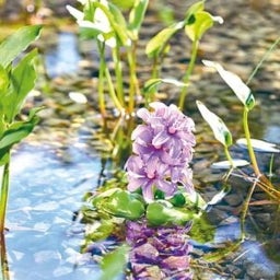 Oase Pontec Floating Water Hyacinth, Blooming - 1 Pc