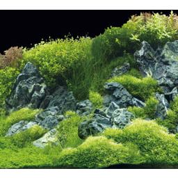 Hobby Fotorückwand Planted River/Green Rocks