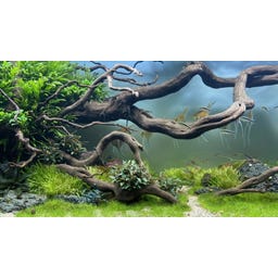 daytime LED kingcobra black SunLike - Ultra