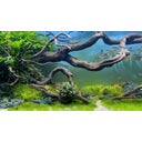 daytime kingcobra black SunLike - Color