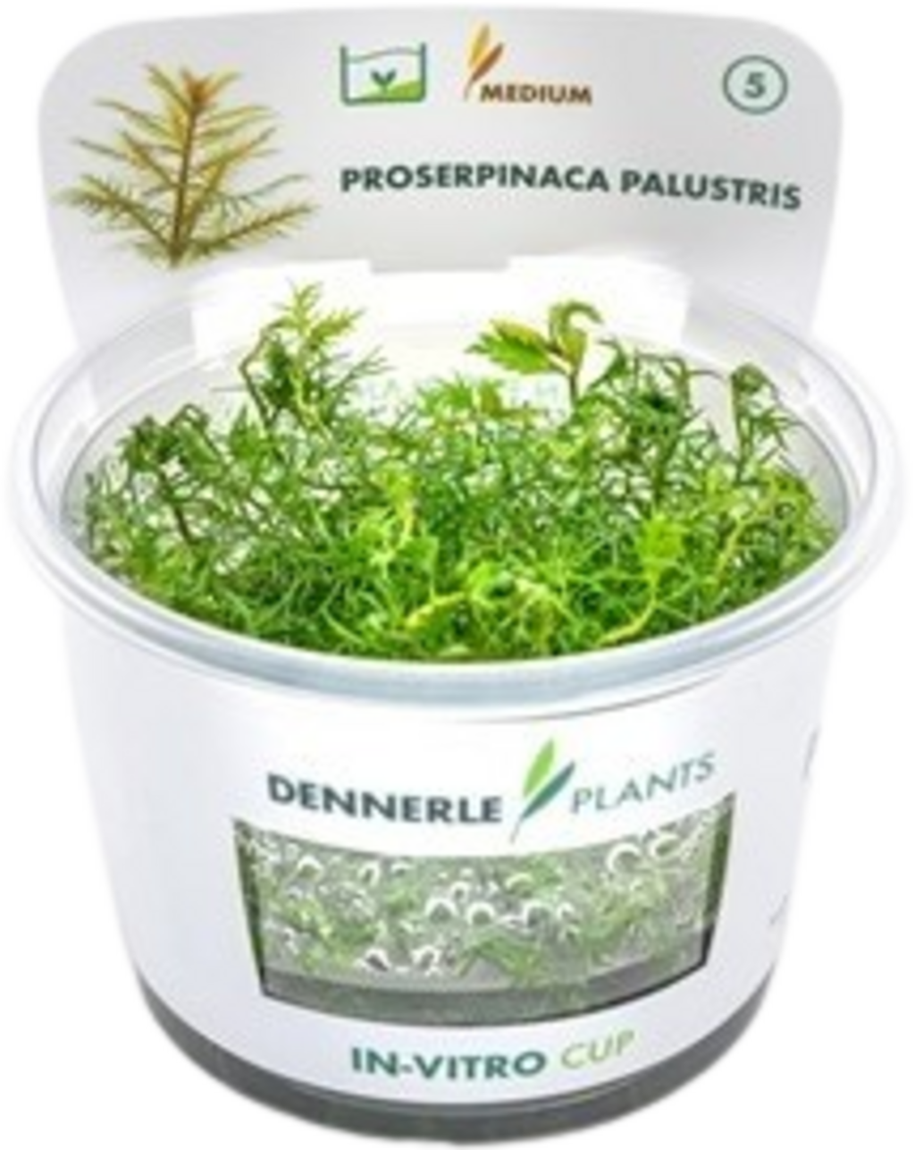 Dennerle Plants Proserpinaca palustris CUP - 1 Stk