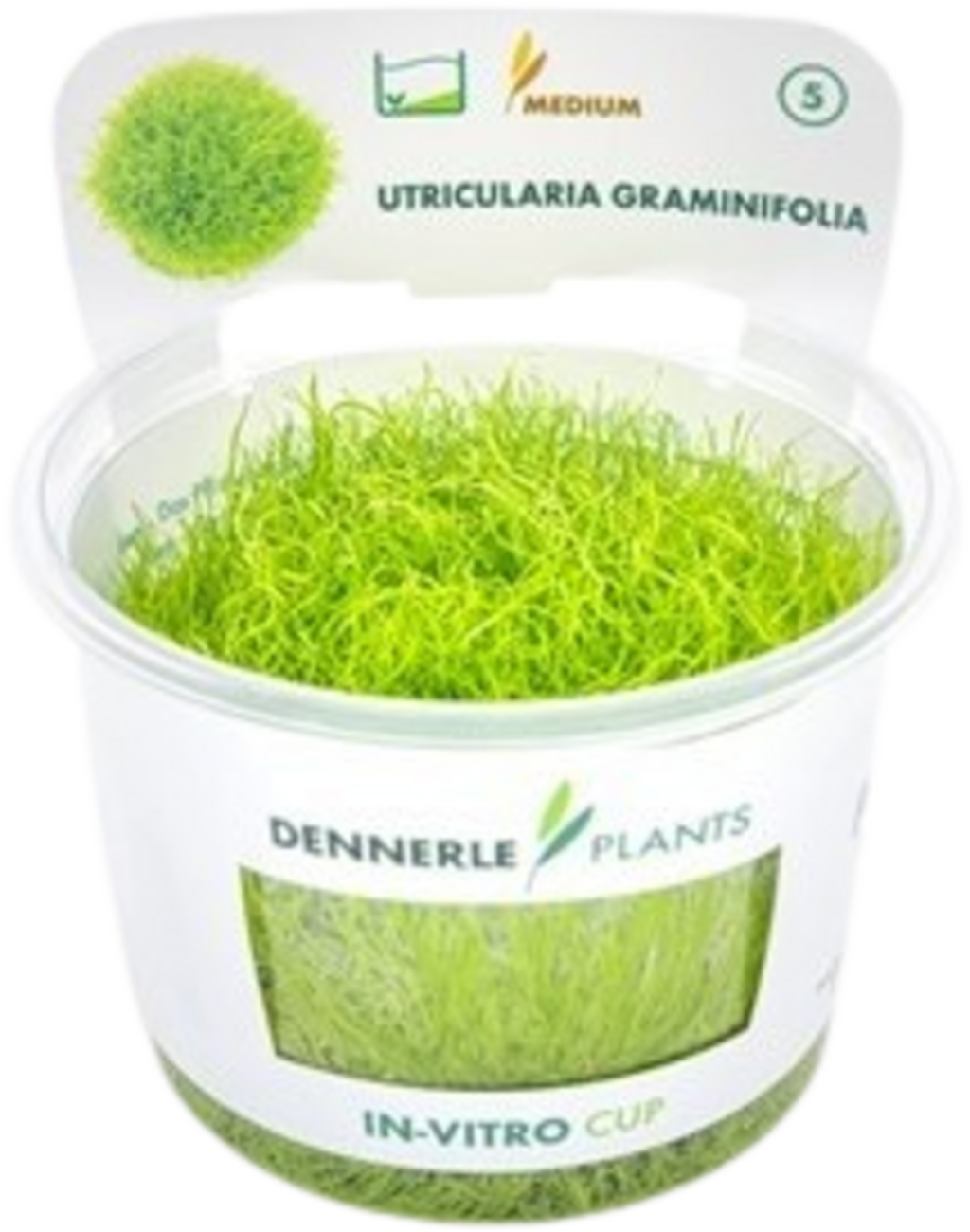 Utricularia graminifolia CUP