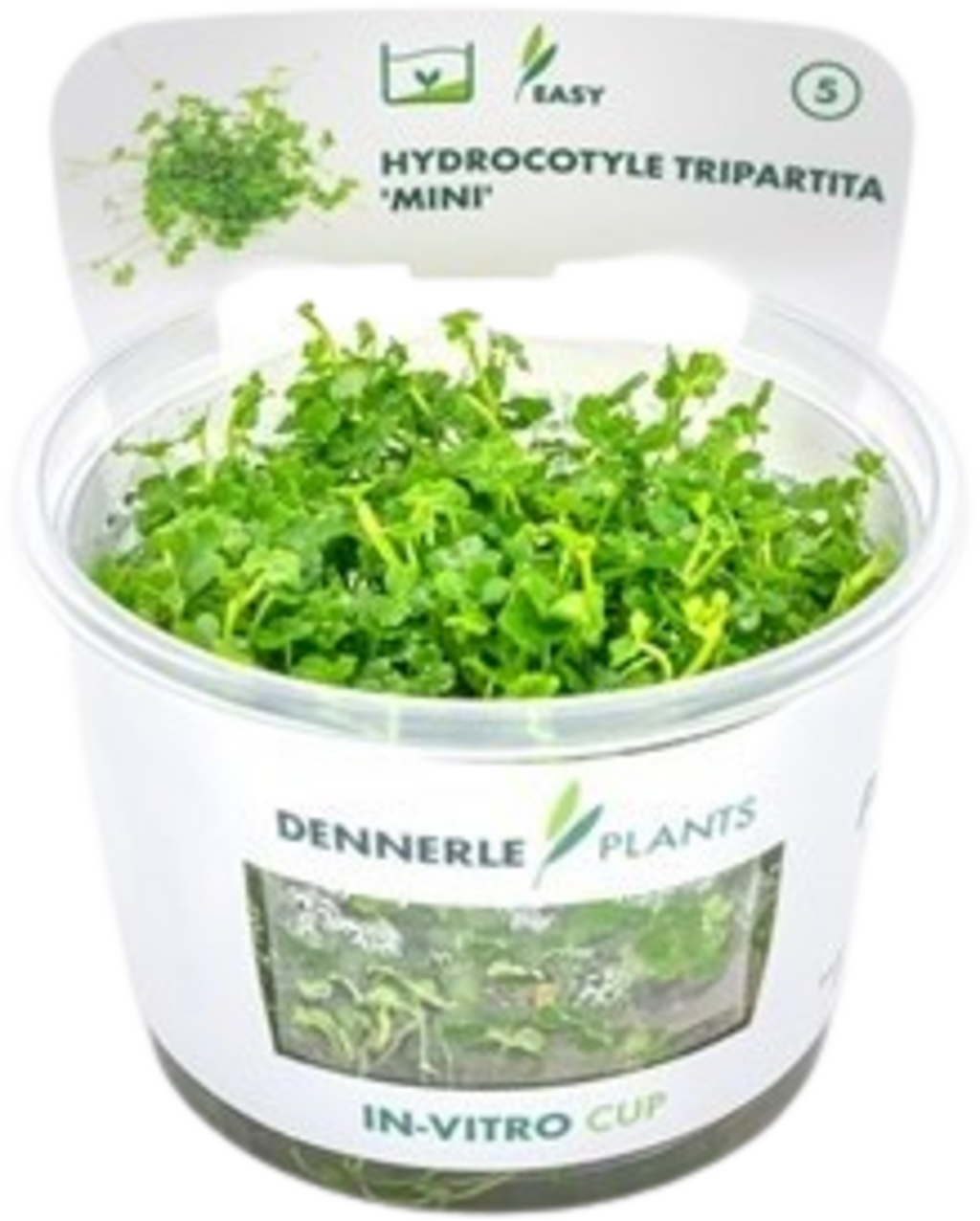 Dennerle Plants Hydrocotyle tripartita 'Mini' CUP