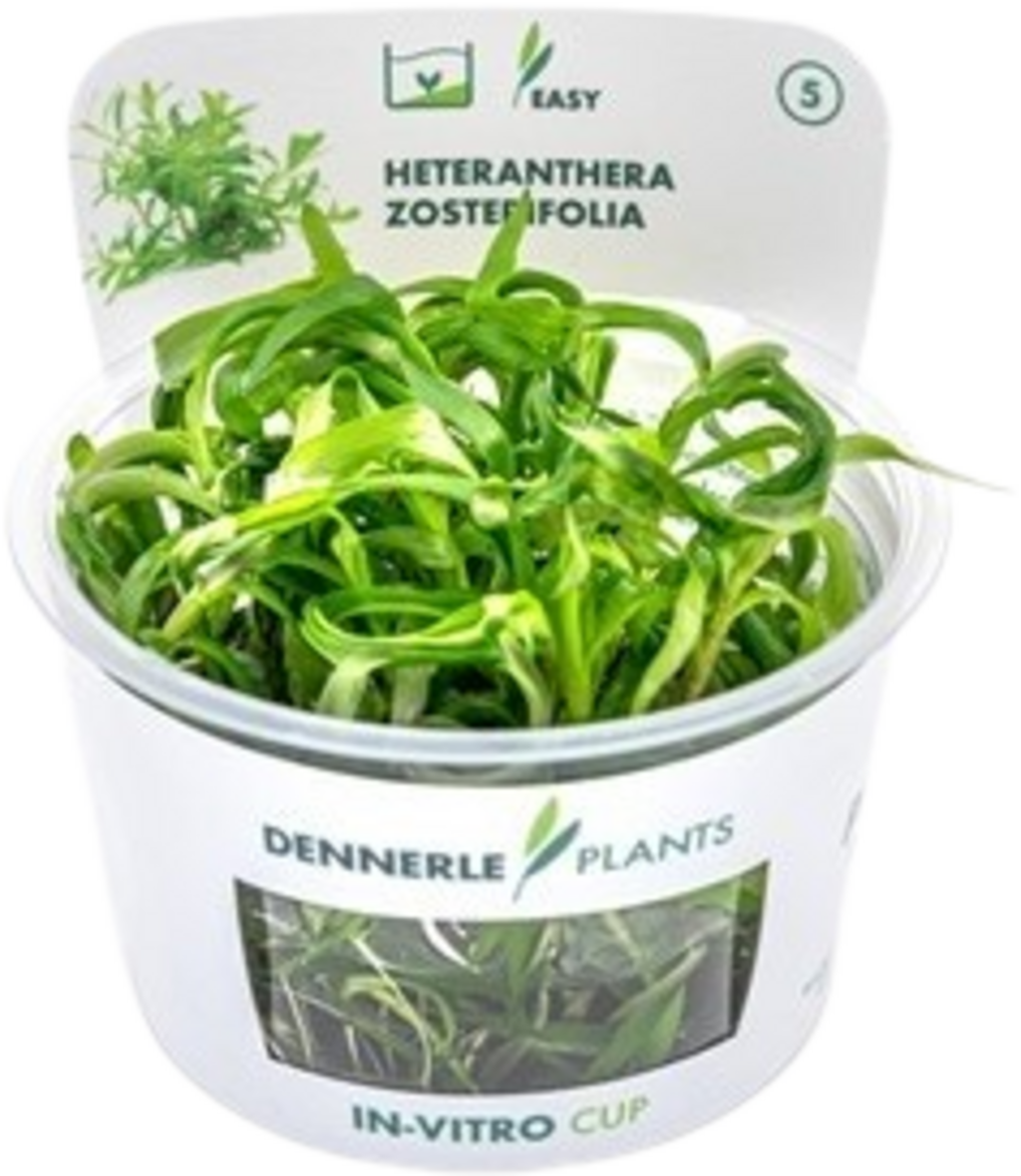Dennerle Plants Heteranthera zosterifolia CUP