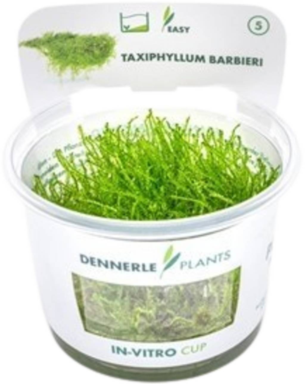 Dennerle Plants Taxiphyllum barbieri CUP