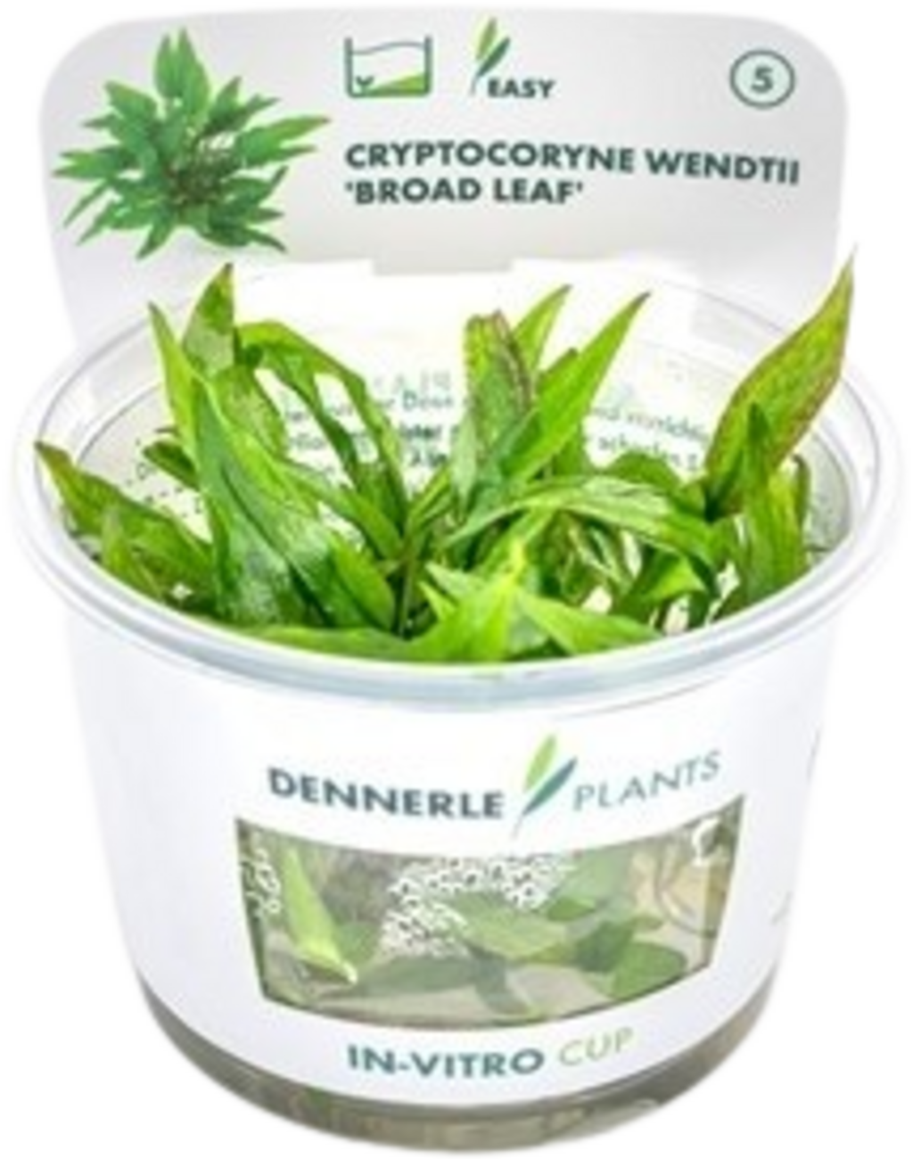 Dennerle Plants Cryptocoryne Wendtii - Broad Leaf CUP