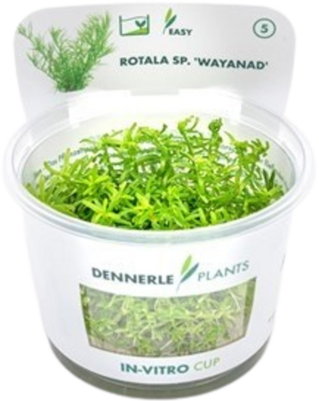 Dennerle Plants Rotala sp. 'Wayanad' CUP