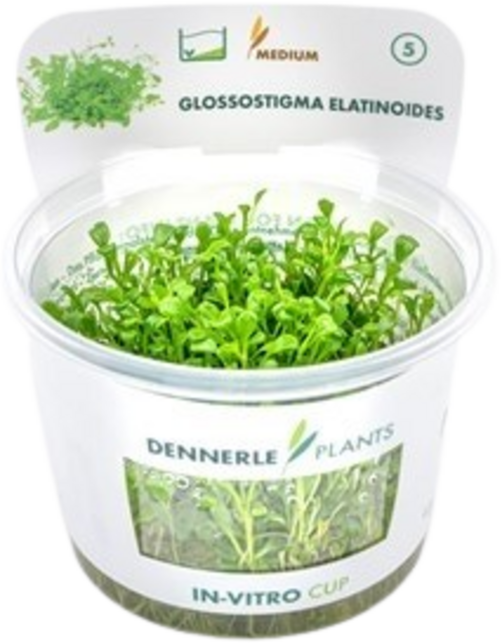 Dennerle Plants Glossostigma elatinoides CUP