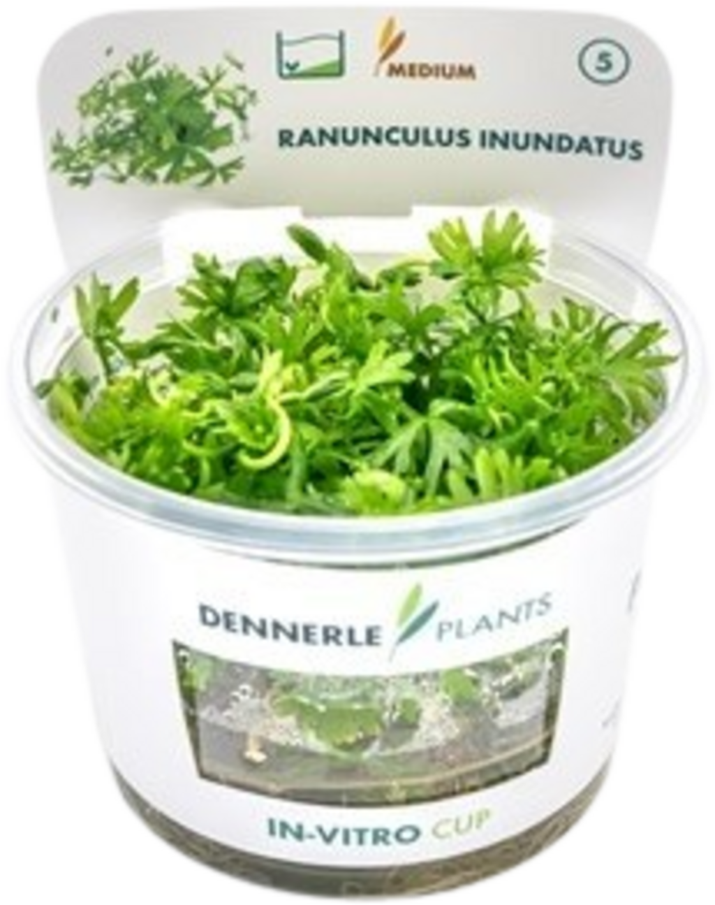 Dennerle Plants Ranunculus inundatus CUP - 1 Stk