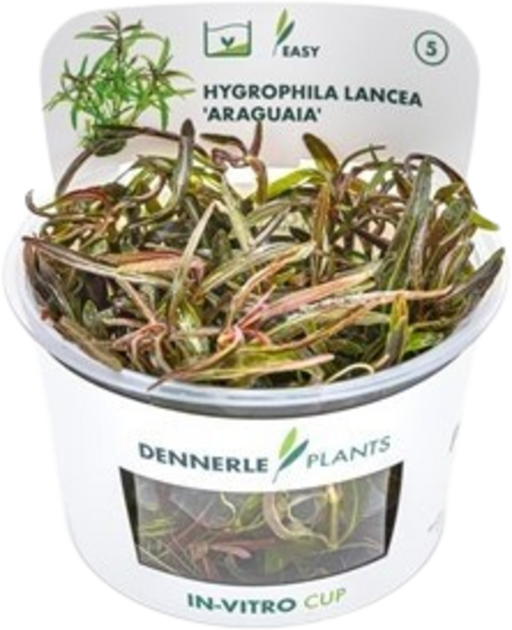Dennerle Plants Hygrophila lancea 'Araguaia' CUP