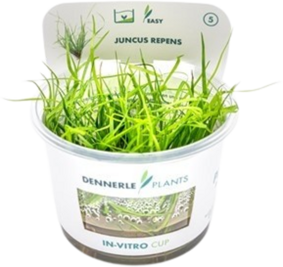 Dennerle Plants Juncus repens CUP