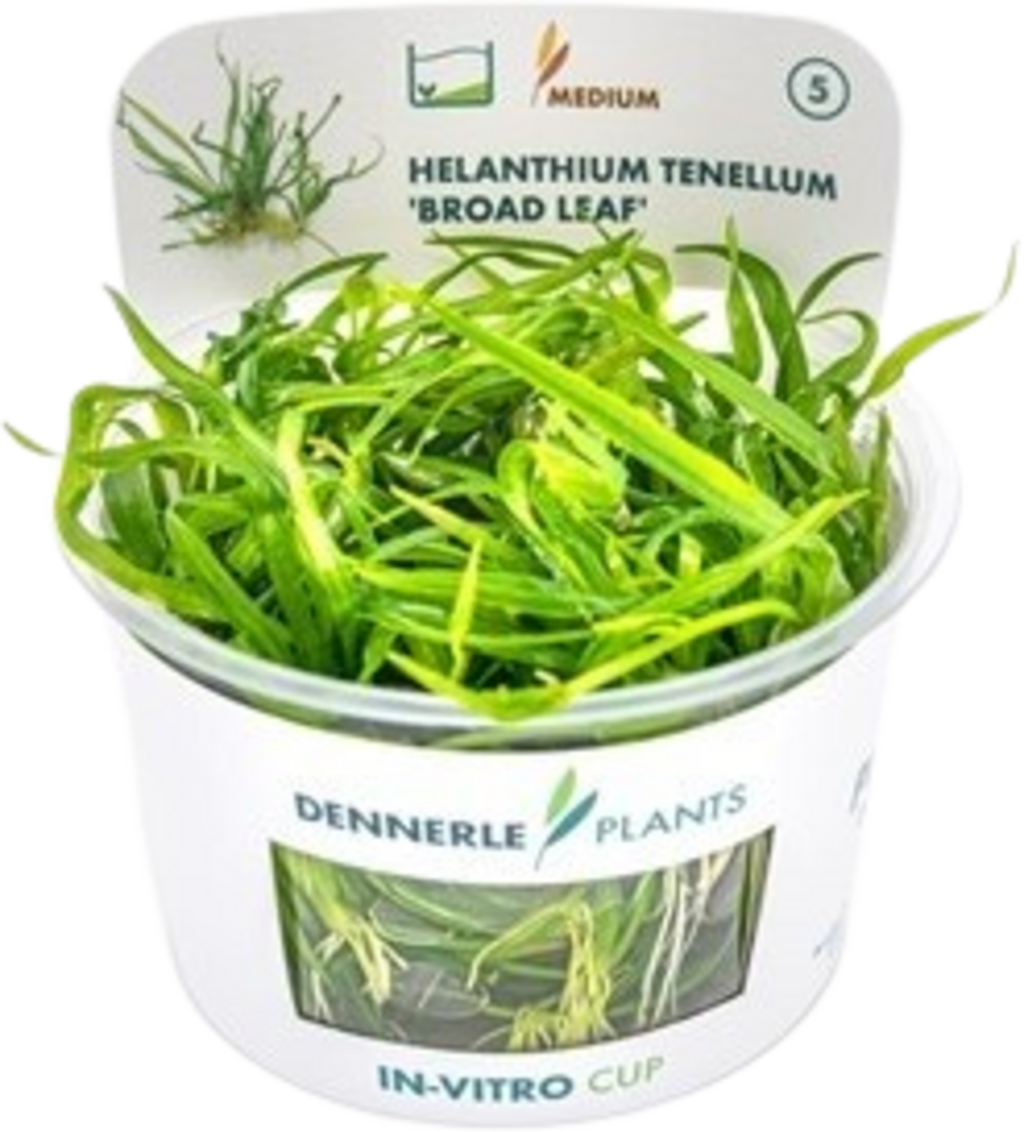 Dennerle Plants Helanthium tenellum 'Broad leaf' CUP