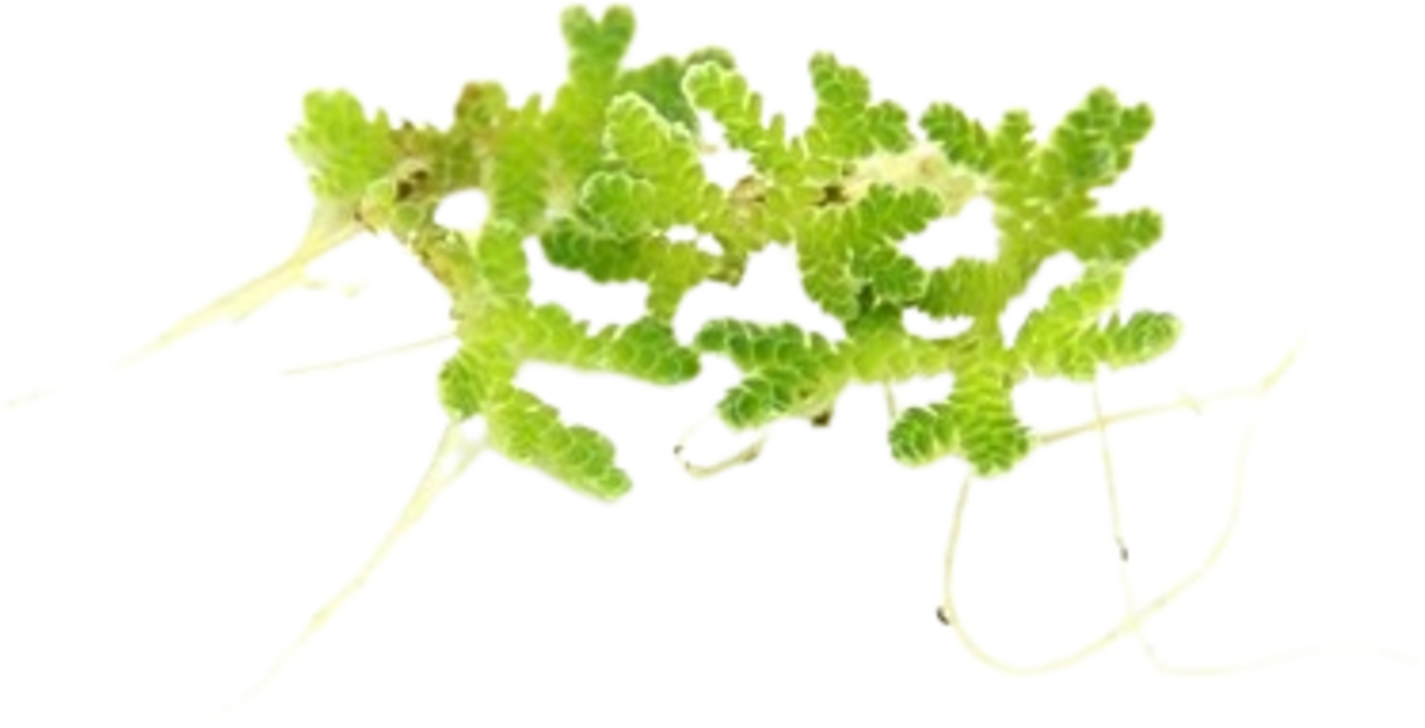 Dennerle Plants Azolla filiculoides