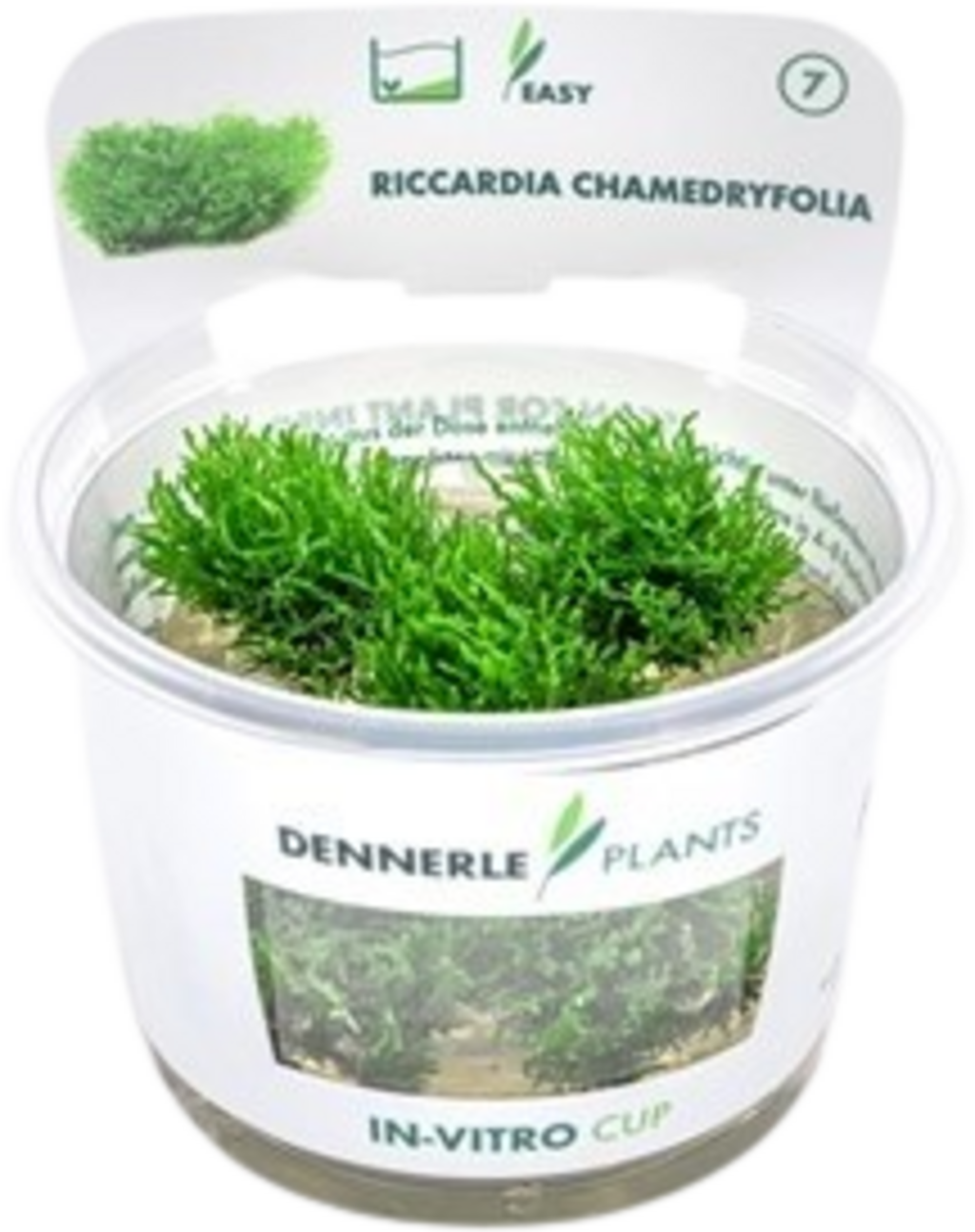 Dennerle Plants Riccardia chamedryfolia CUP