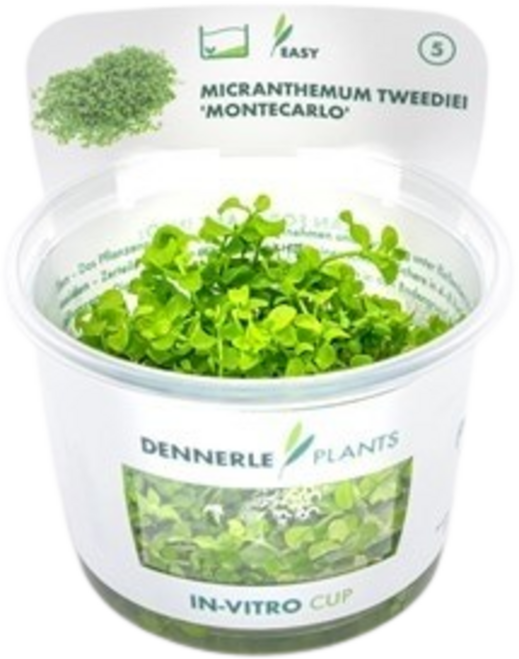 Dennerle Plants Micranthemum tweediei CUP - 1 Stk