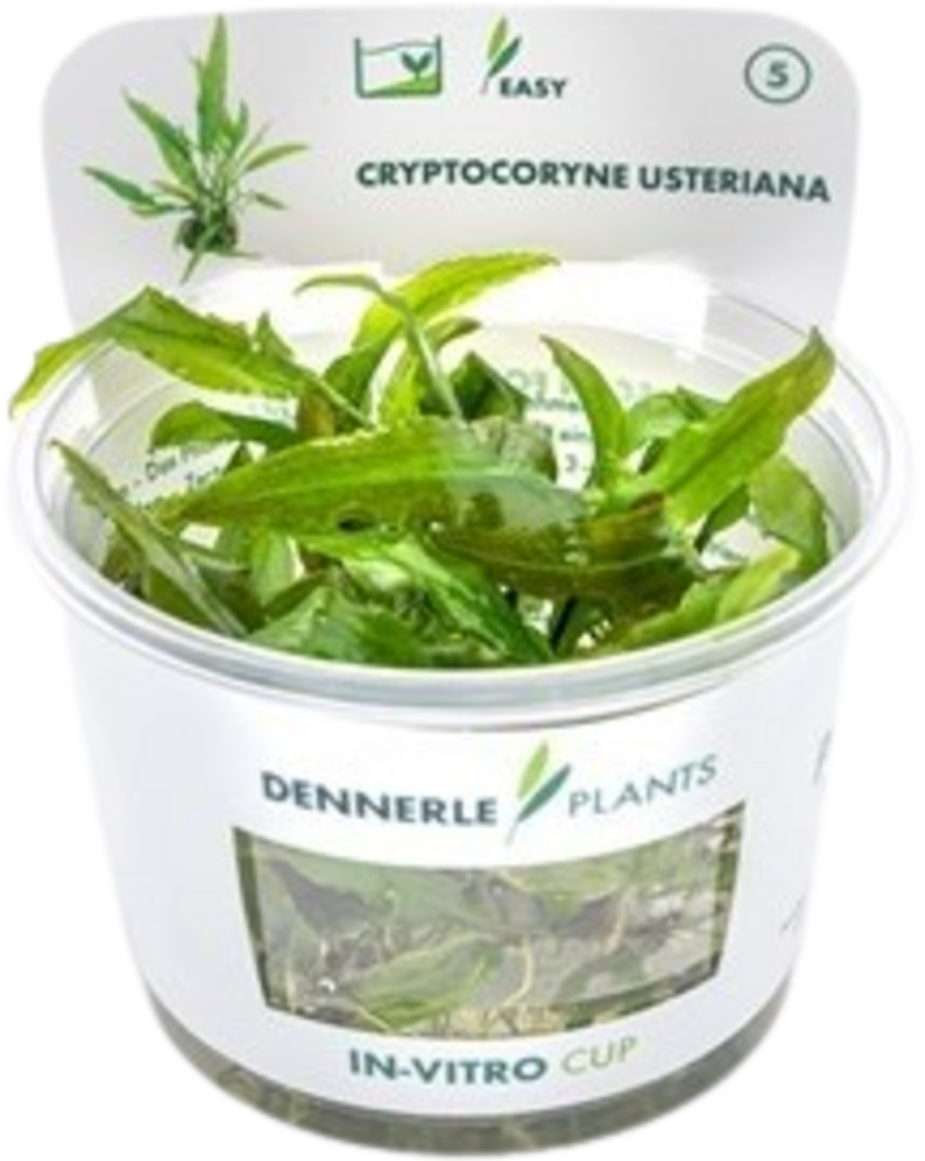 Dennerle Plants Cryptocoryne usteriana CUP - 1 Stk
