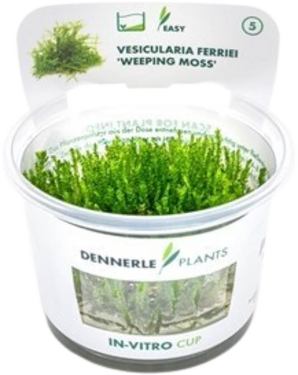 Dennerle Plants Vesicularia ferriei CUP - 1 pcs