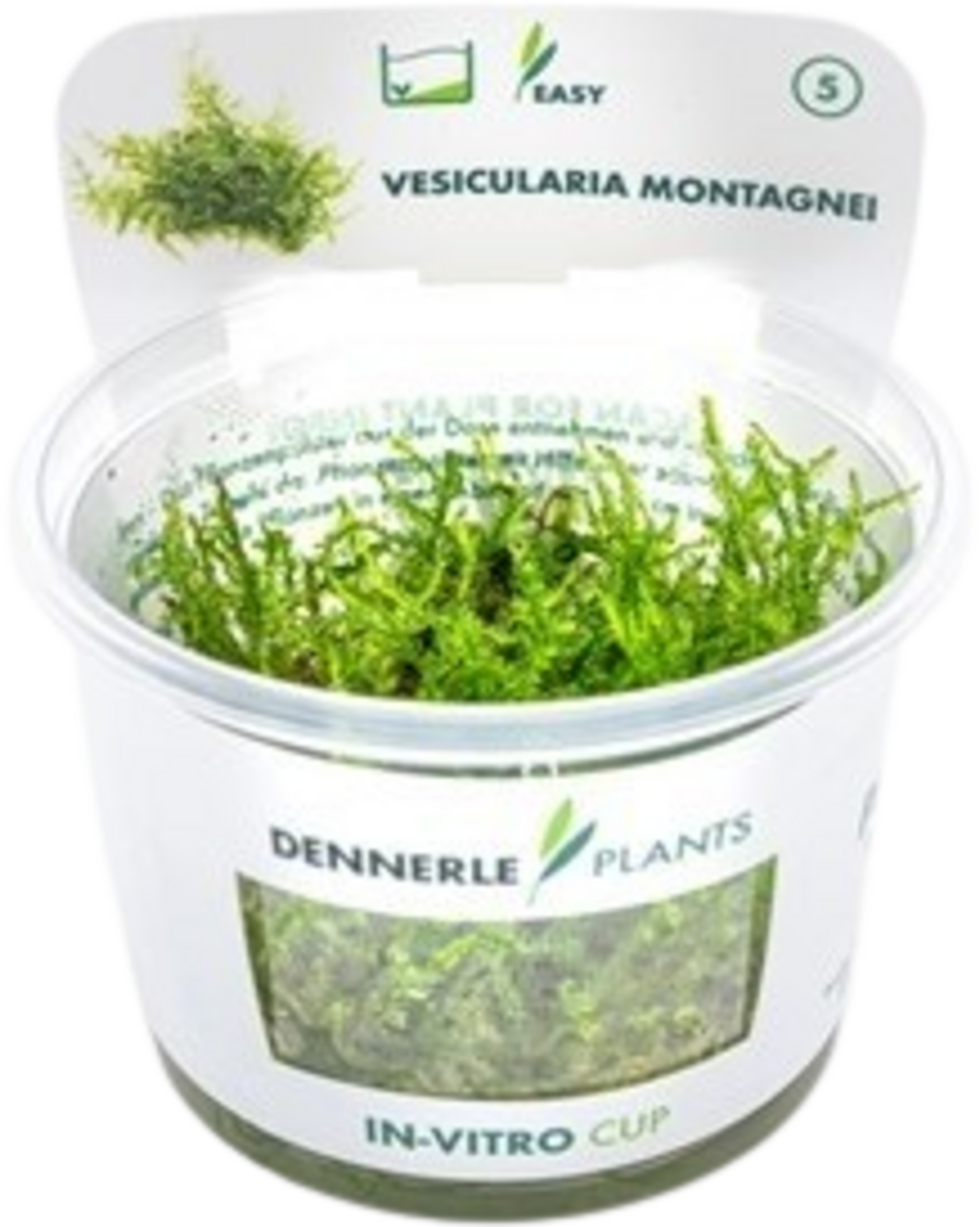 Vesicularia montagnei CUP